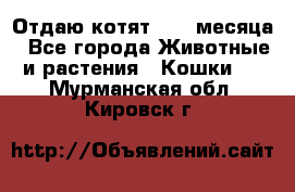 Отдаю котят. 1,5 месяца - Все города Животные и растения » Кошки   . Мурманская обл.,Кировск г.